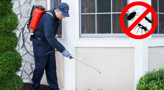 Kaş Kemirgen İlaçlama böcek ilaçlama ve haşere kontrolü — ilaclama-tr.com
